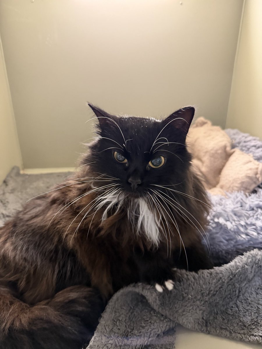 Eugene Kibets tweet media