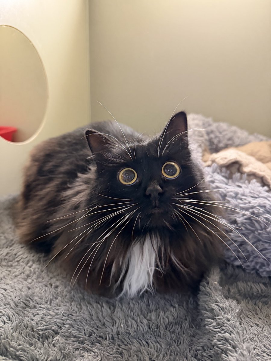 Eugene Kibets tweet media