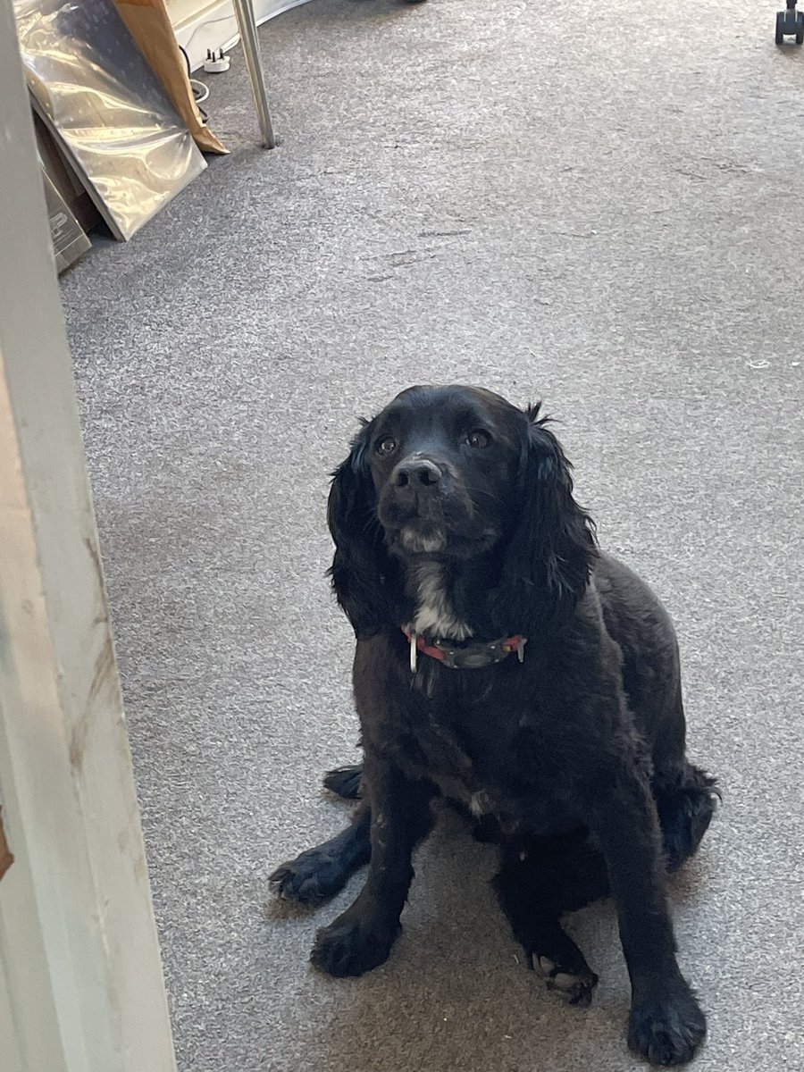 Carter_LikeDan's tweet image. I do not know why there is mud on the door frame. I am the best goodest dog, look at my good boy face and sit. Where’s Snoopy when I need him?! #dogsoftwitter #DogsofTwittter #dogsofx