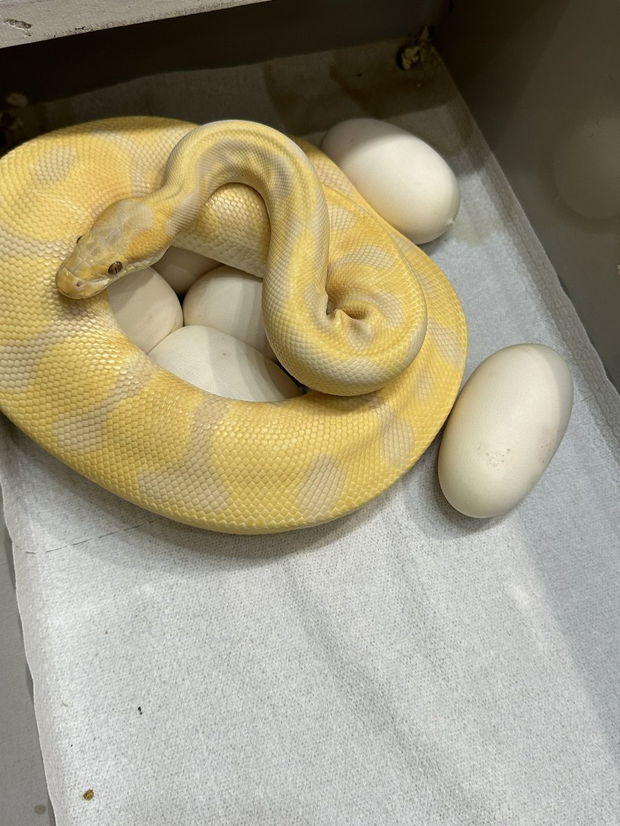爬虫類ショップ 天和（tenwa_reptiles） tweet media