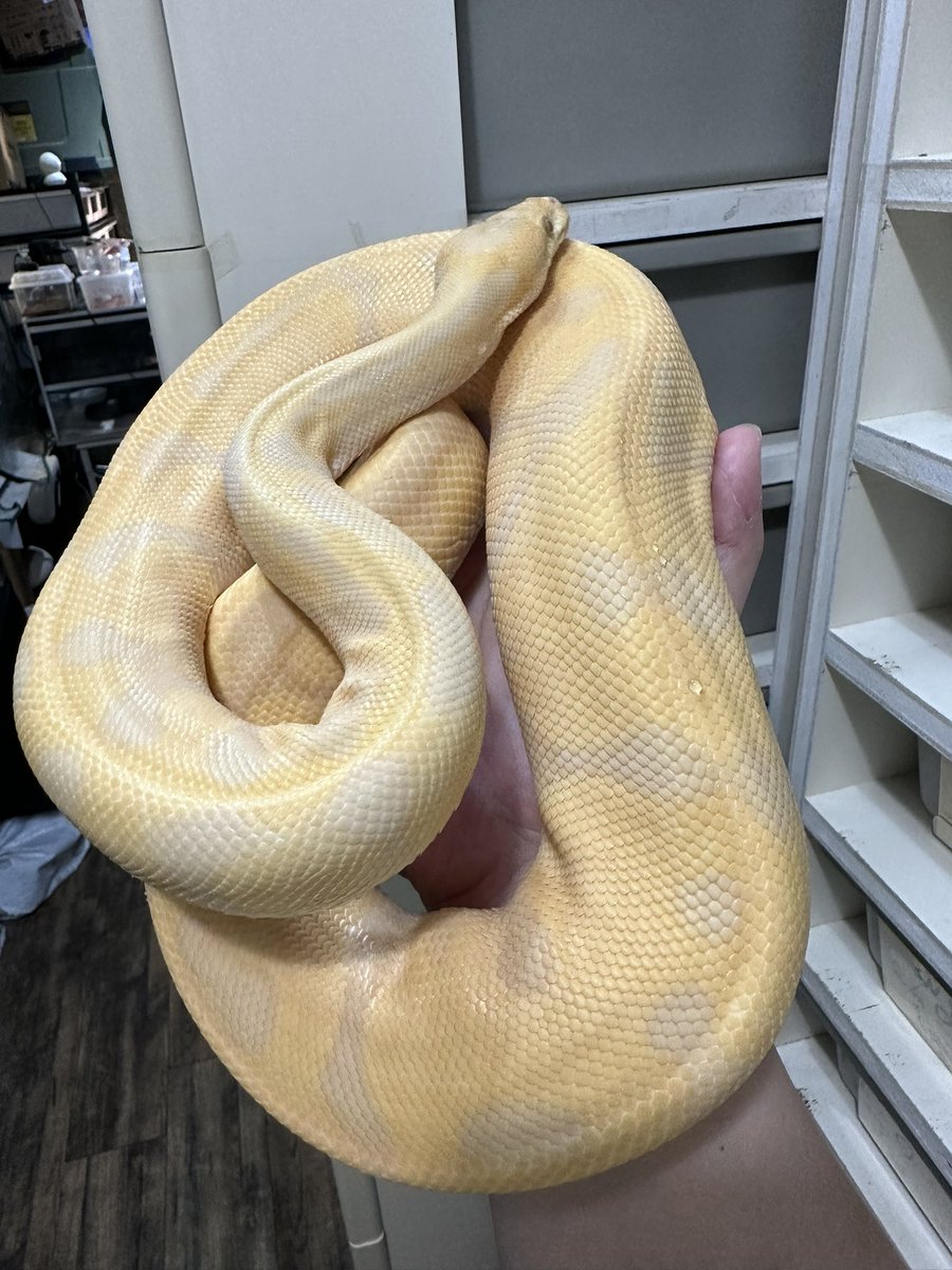 爬虫類ショップ 天和（tenwa_reptiles） tweet media