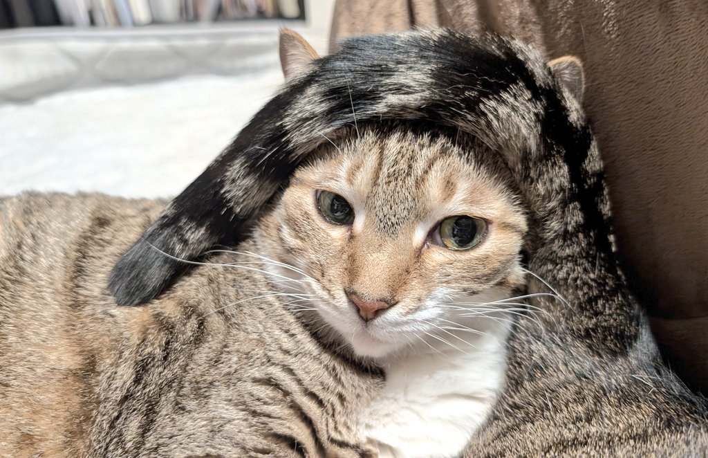 野良さん@握力5711t tweet media