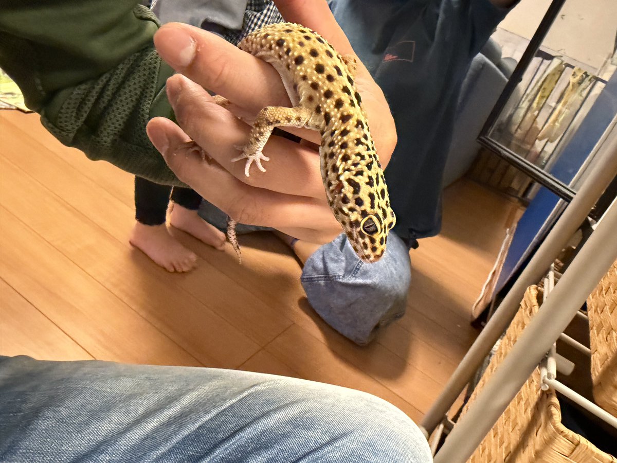 りんごさん tweet media