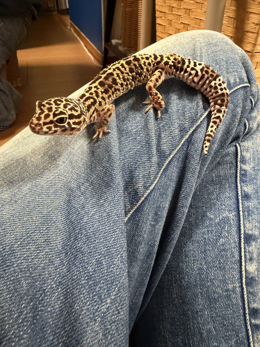 りんごさん tweet media