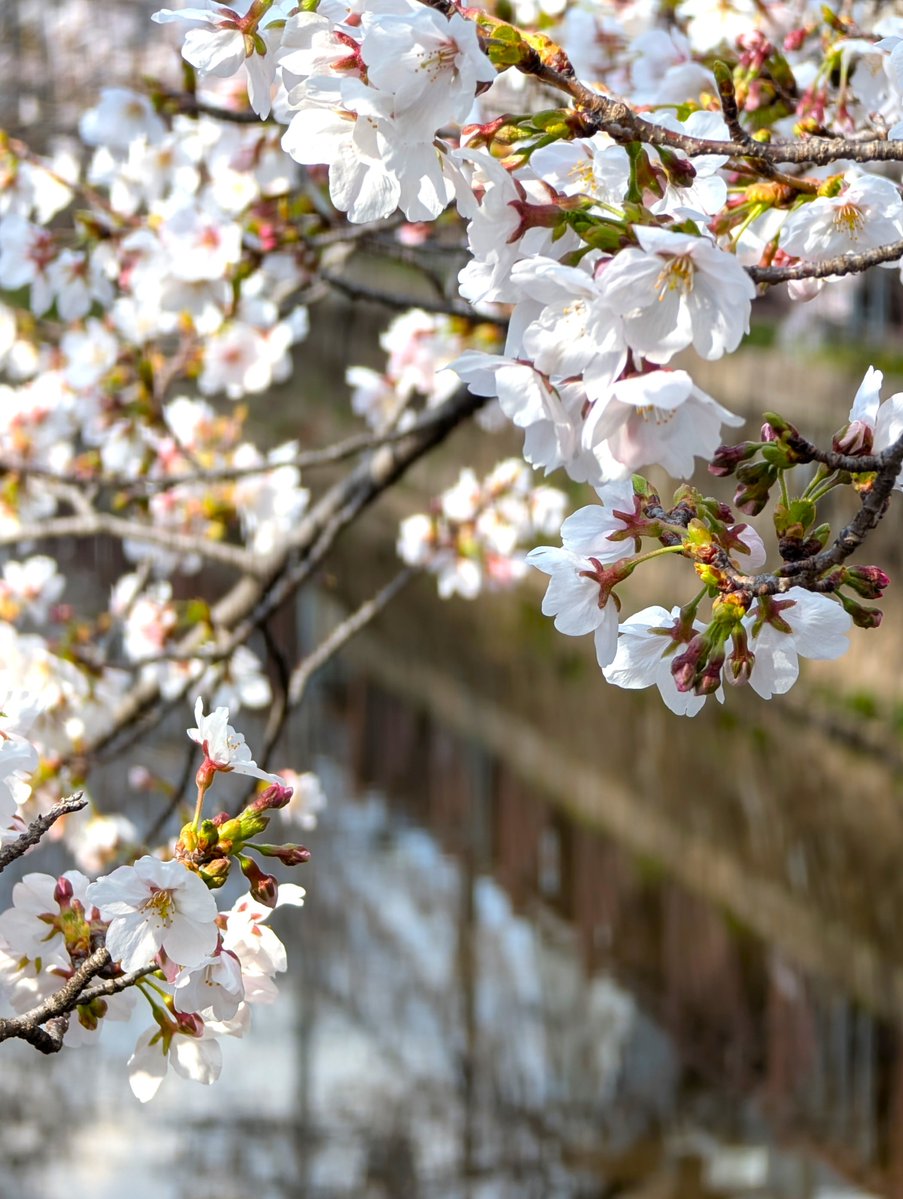 ﾄﾞﾗｲﾌﾞ400 tweet media