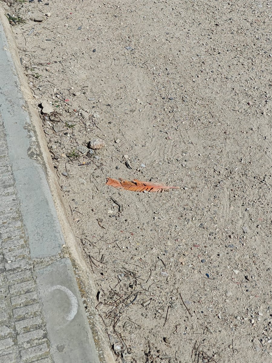 MegaLimones tweet media