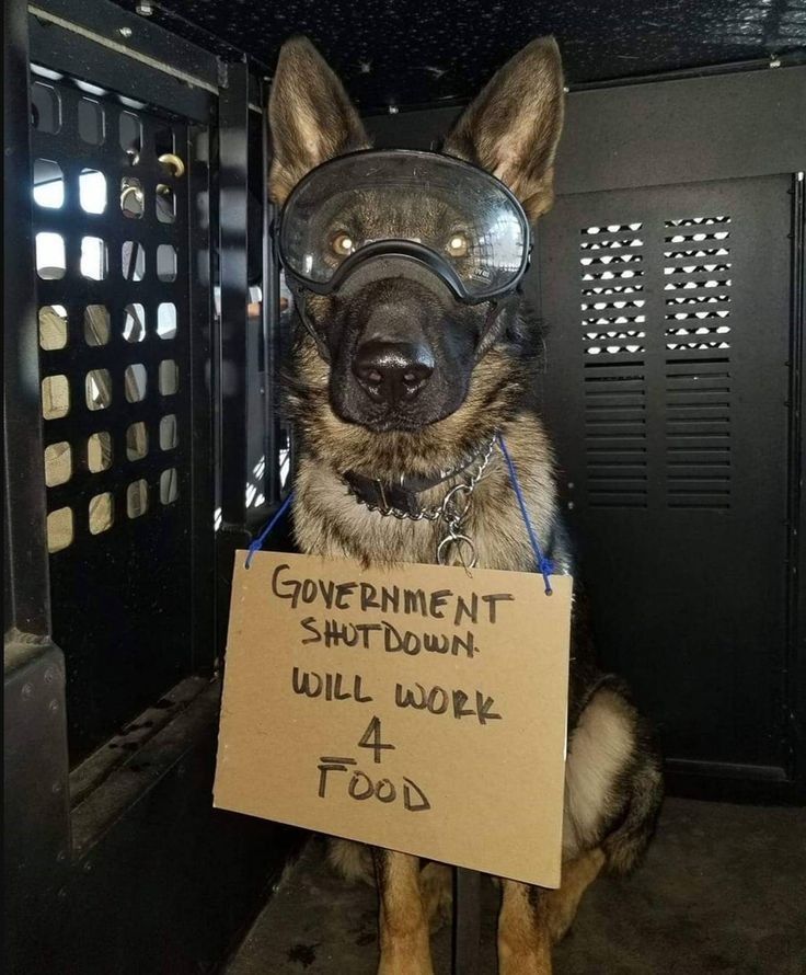 GERMAN SHEPHERD tweet media