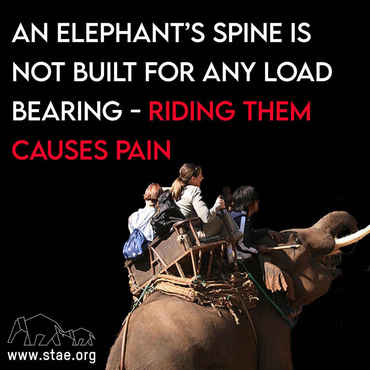 Save The Asian Elephants tweet media