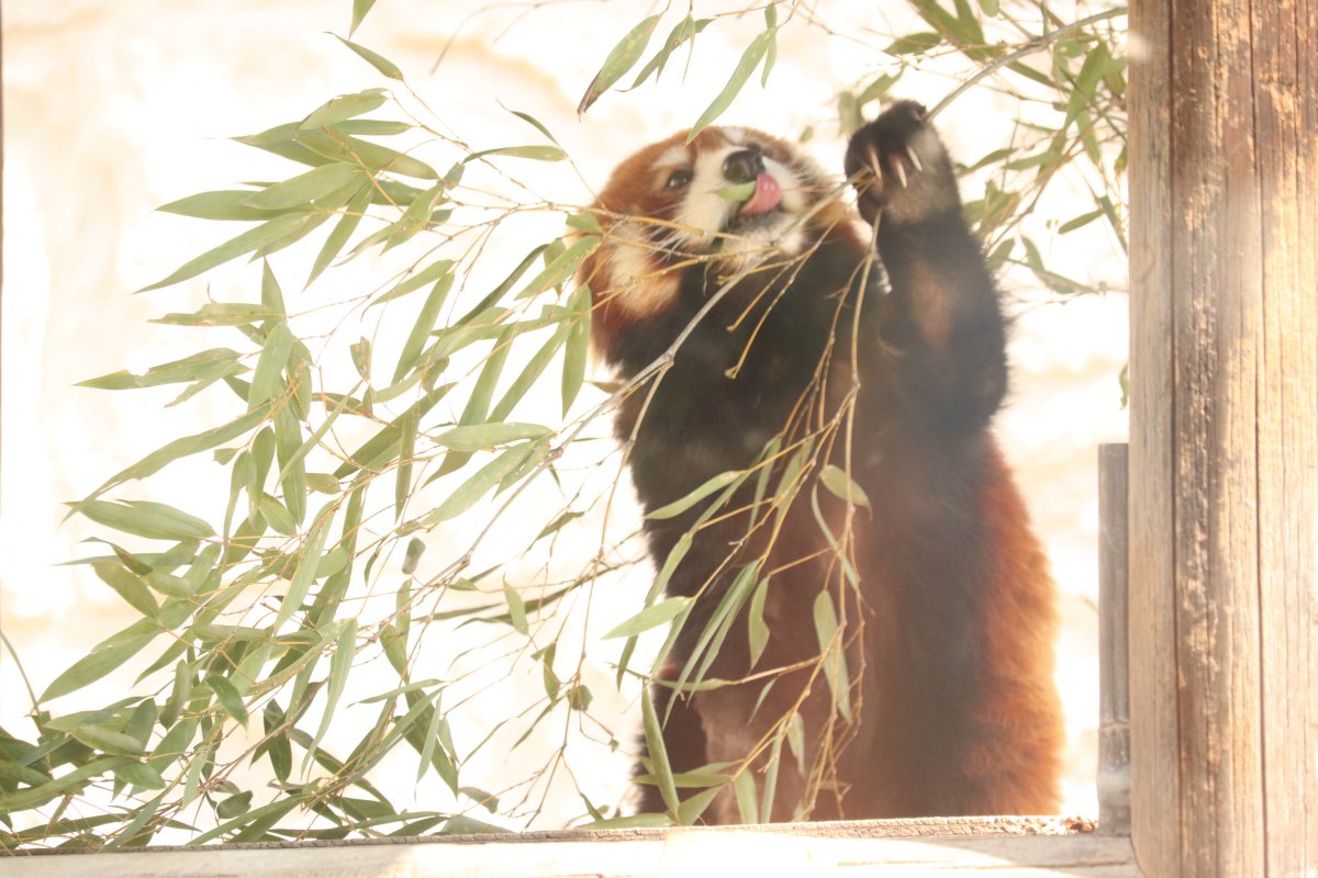 ちゃーはん tweet media