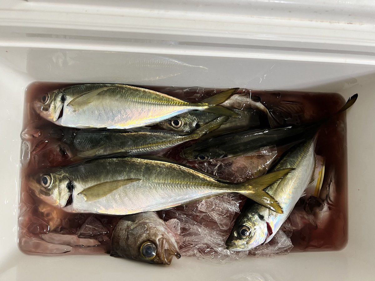 🐡ありんこ🐡さかなチャン tweet media