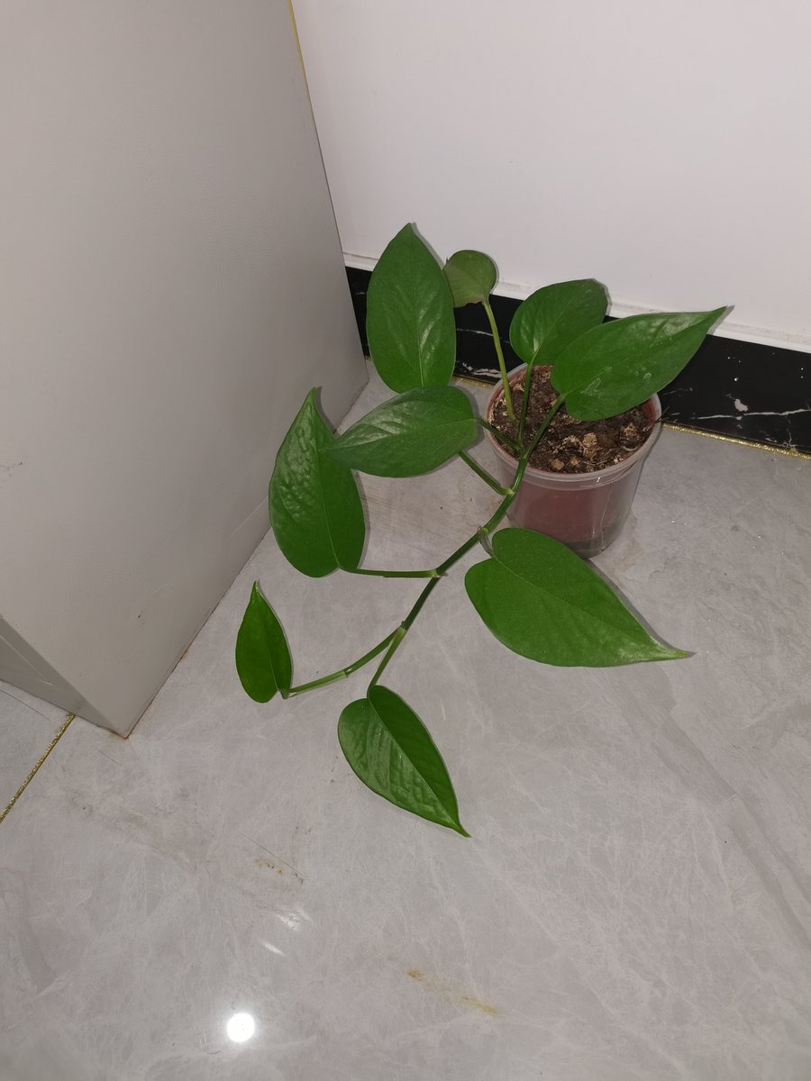 Dewey0420's tweet photo. Pothos Pro Tip!  Keep your pothos happy: Bright indirect light (no direct sun!) + let soil dry 2-3 inches deep before watering. Yellow leaves Too much HO—trim u0026 adjust!   #PlantParentWin #LowMaintenancePlants https://t.co/BKIYhvHbvB