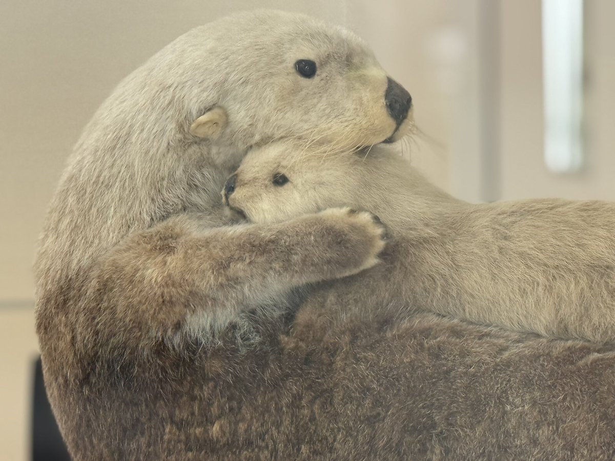 はなみ︎ tweet media