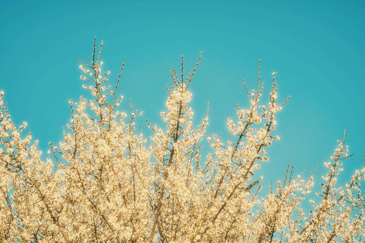 Tosano / Koji Chikazawa tweet media