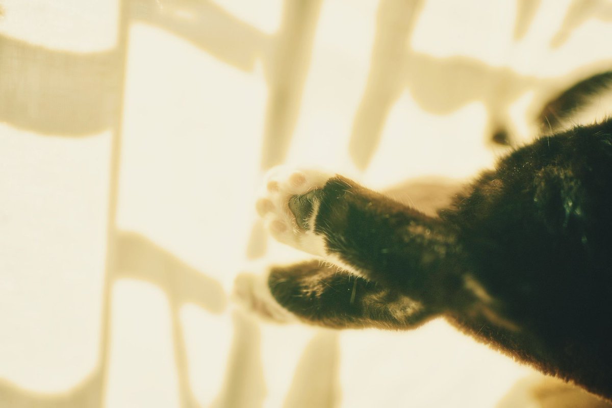 Tosano / Koji Chikazawa tweet media