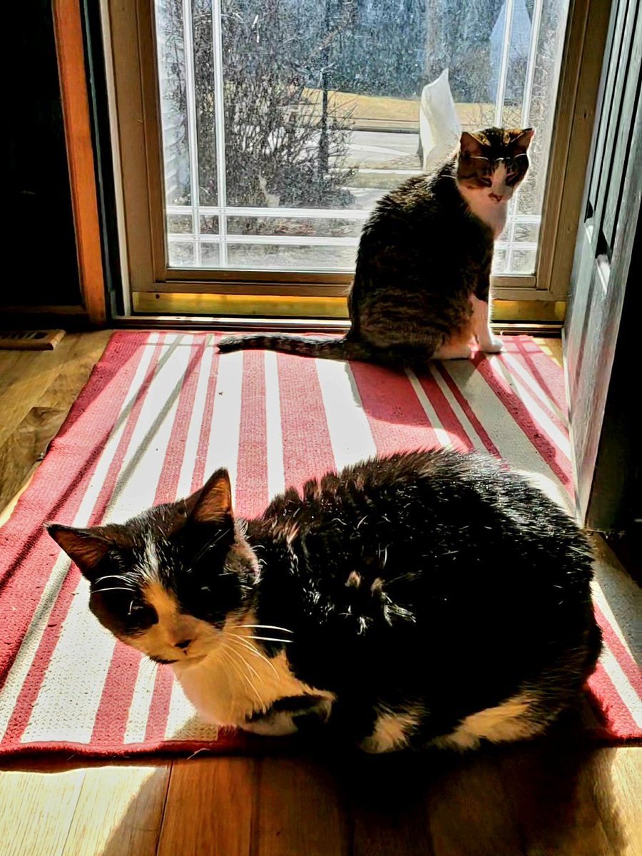 The Clowder tweet media