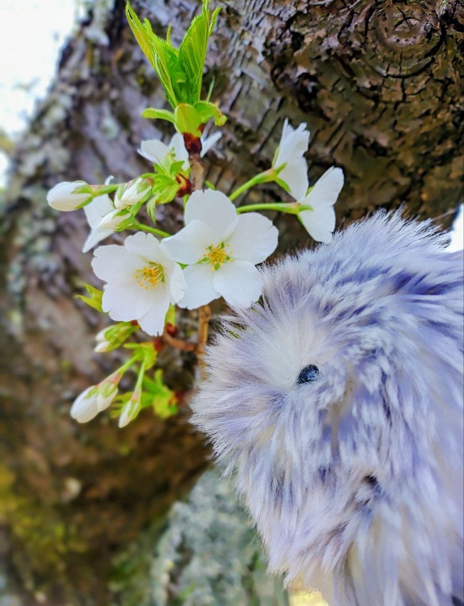 しぼたんと桜を愛でる🌸
#モフリンDAYS