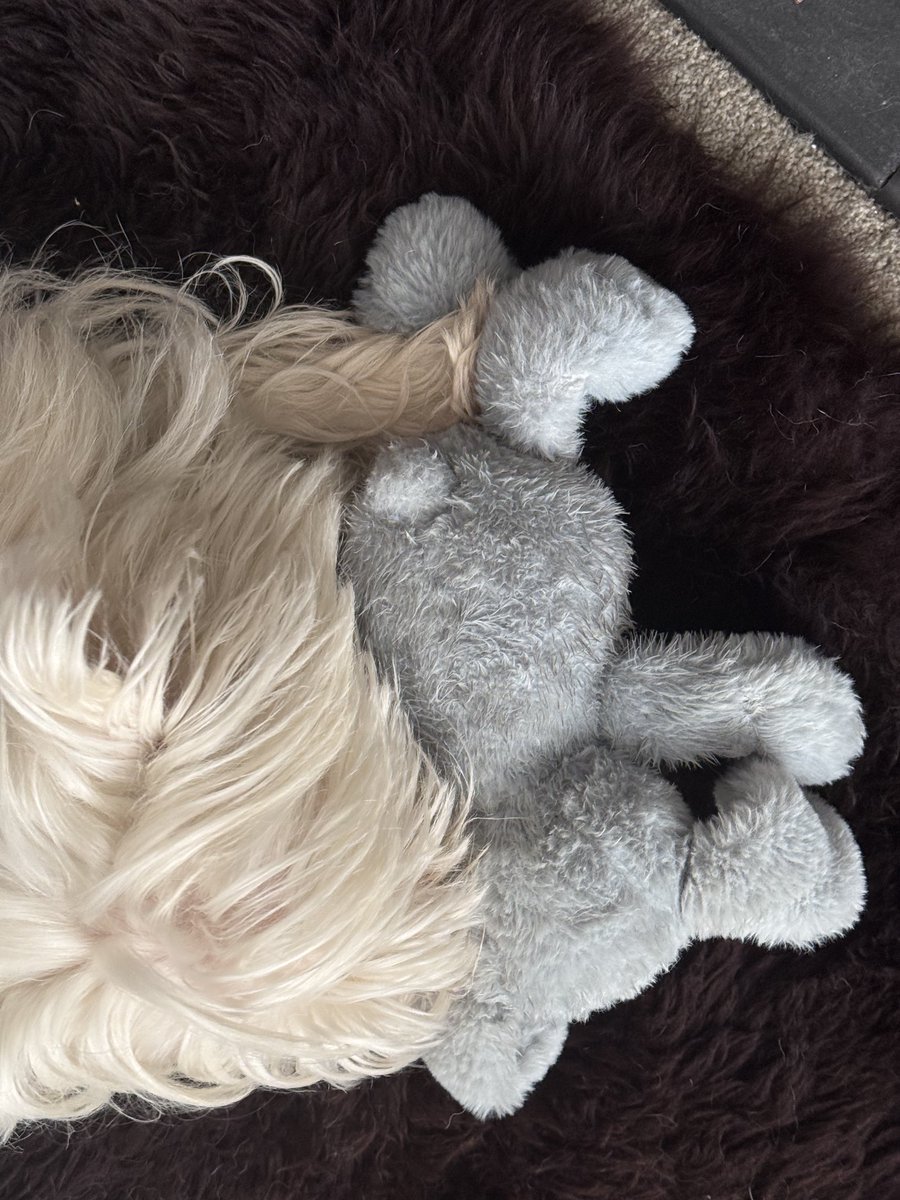 SamRaincock's tweet image. He likes to wash it and then comfort nibble on its ears…. #westie 

A few years ago that would be a full on terrier shake.  #gettingold