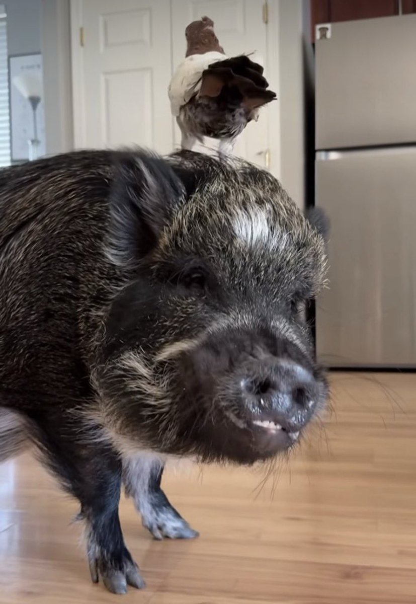 Maverick tweet media