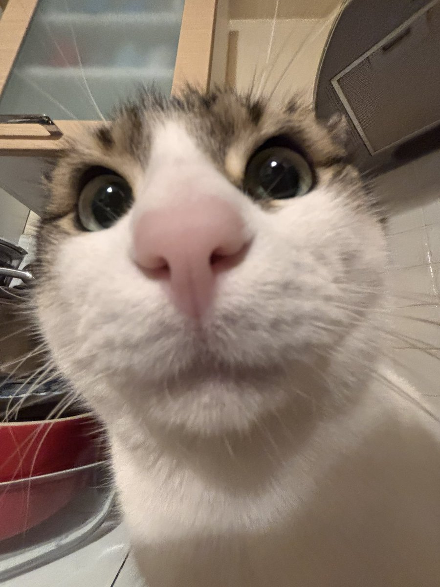 mitos officiel 🇵🇸 tweet media