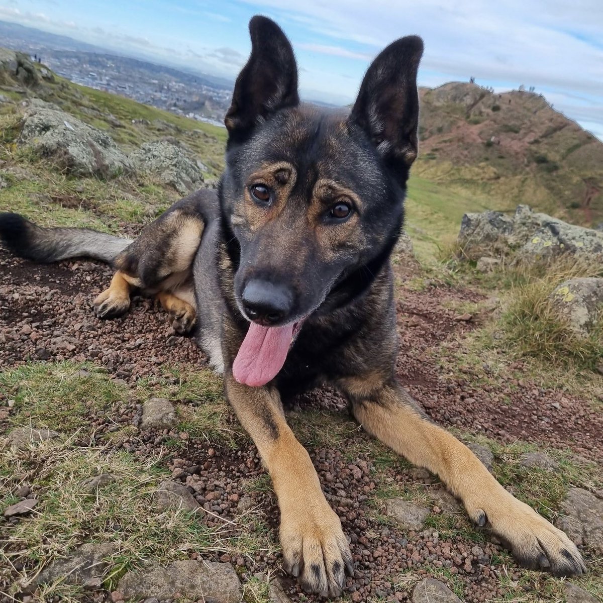 Thin Blue Paw Foundation tweet media