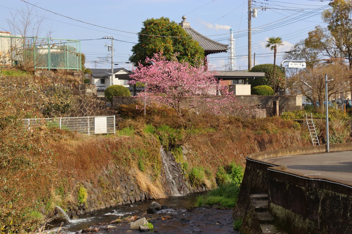 烏冬麺 tweet media