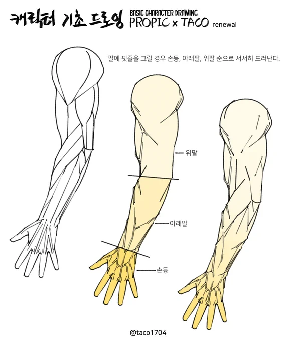 팔에 핏줄을 그릴 경우 손등, 아래팔, 위팔 순으로 서서히 드러난다. 