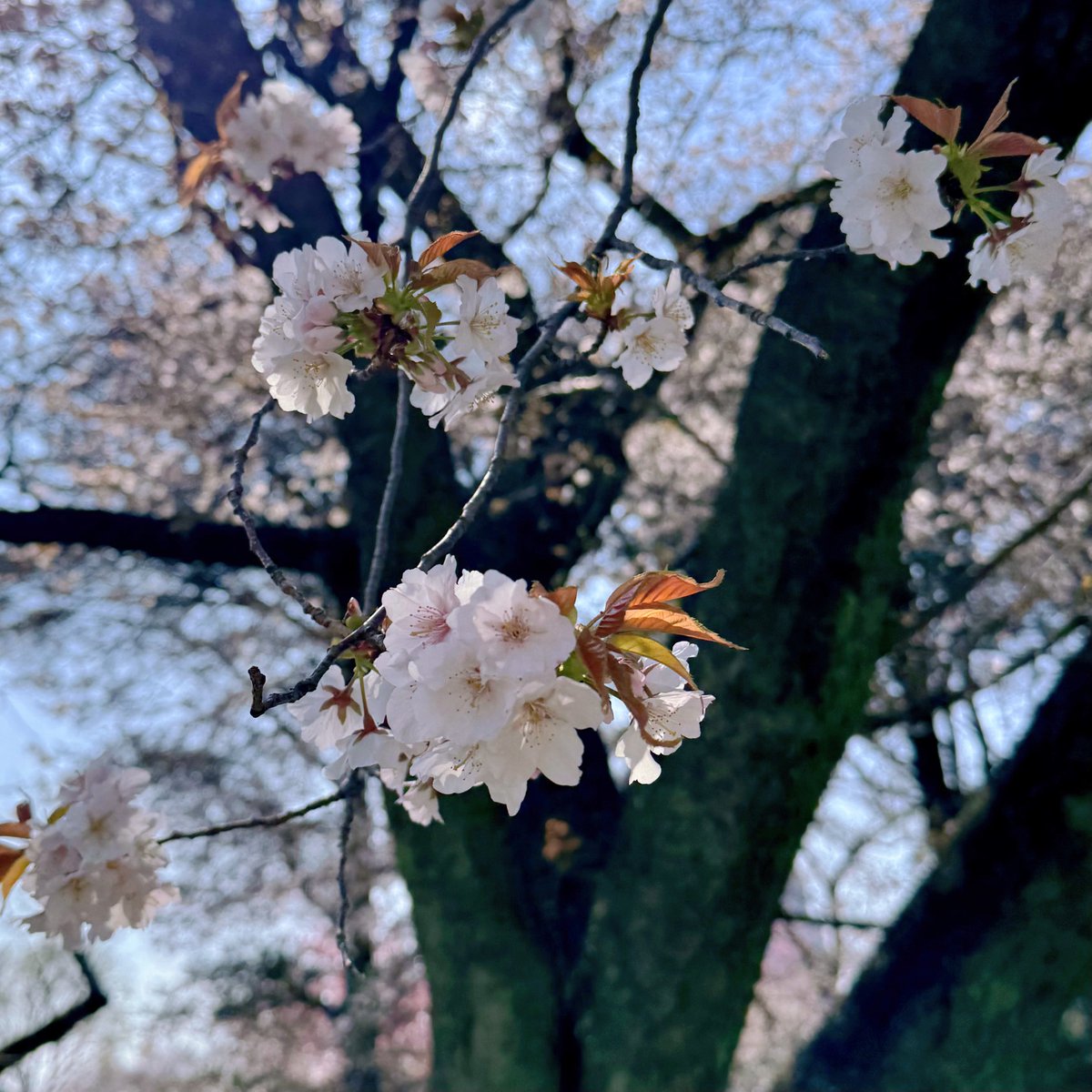 R Sound Design tweet media