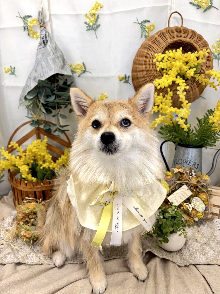 モリコフたなか tweet media