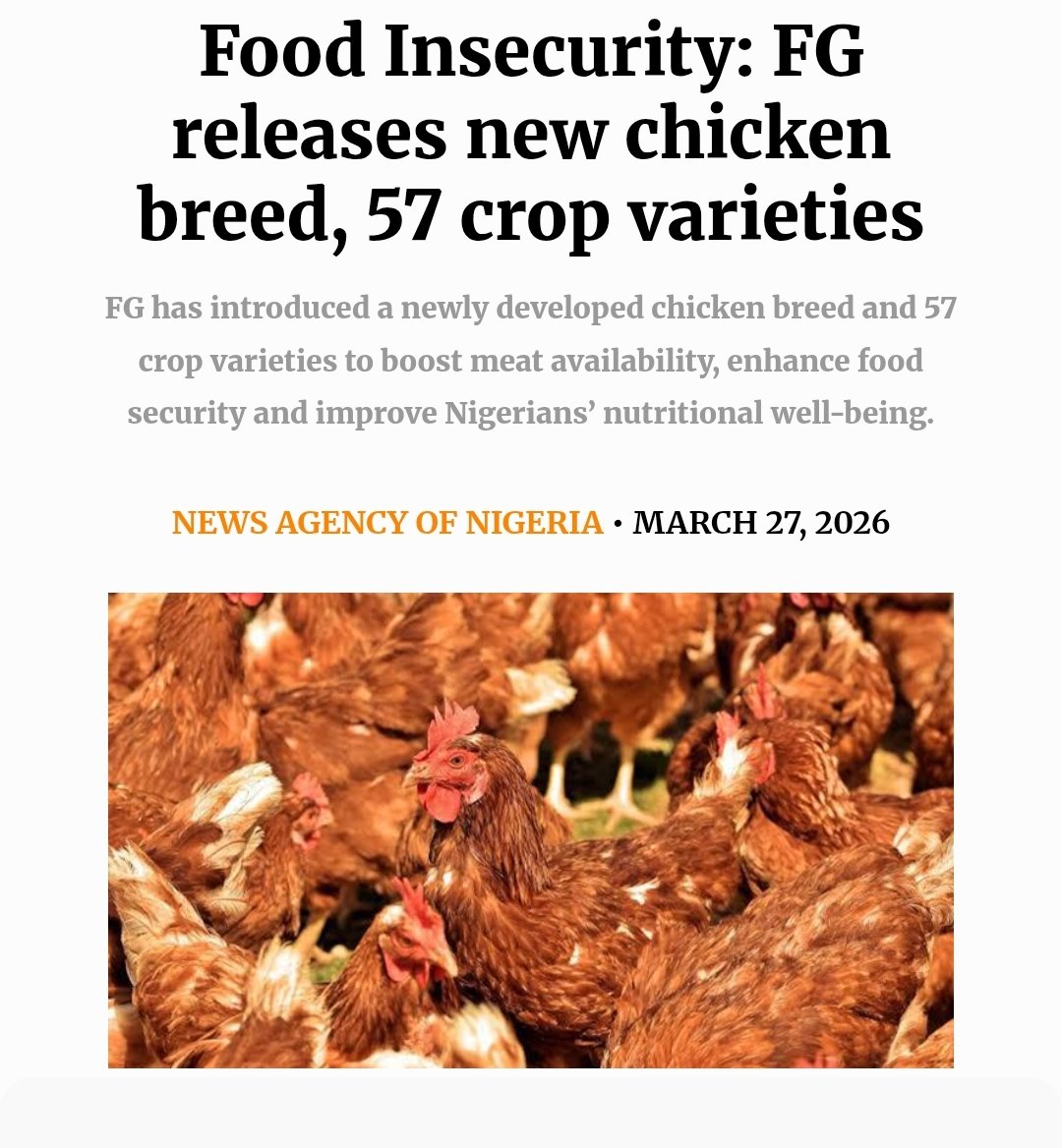 ClementAyomikun's tweet photo. HUGE for Nigerian Agribusiness! 🇳🇬 The FG just officially released the 'Moorbeta', a locally developed meat-type chicken(moorbeta) bred by IAR&T Ibadan.
Why this matters: It’s designed for high body weight at 10 weeks and extreme heat stress tolerance. #ASSAN https://t.co/SuOnphmnib