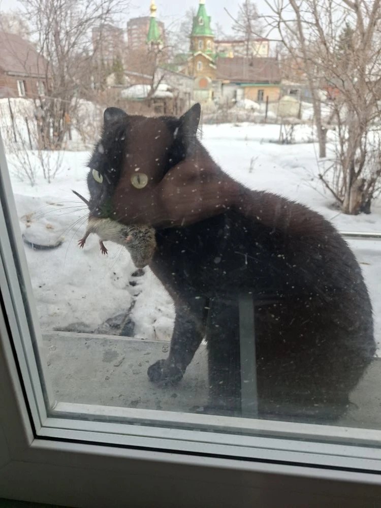 Тейш tweet media