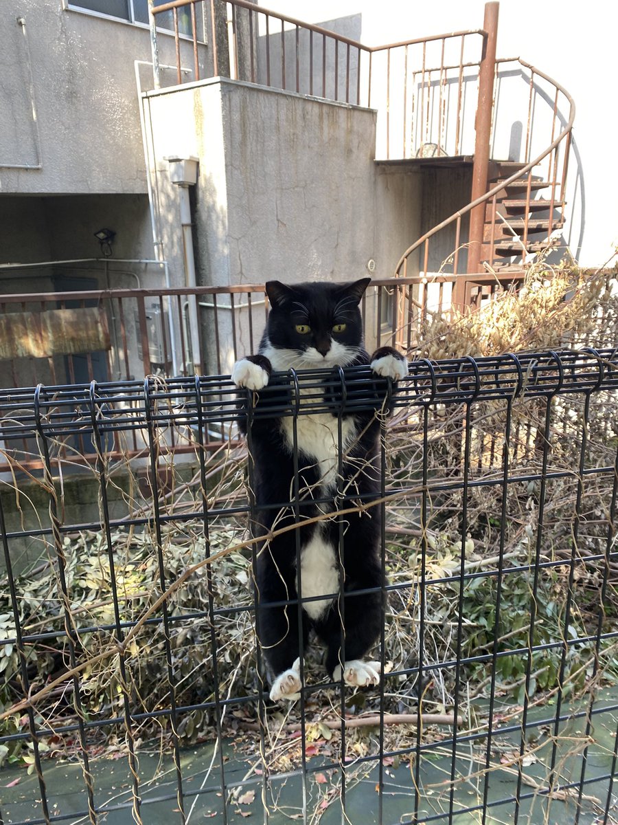 にゃん太郎 tweet media