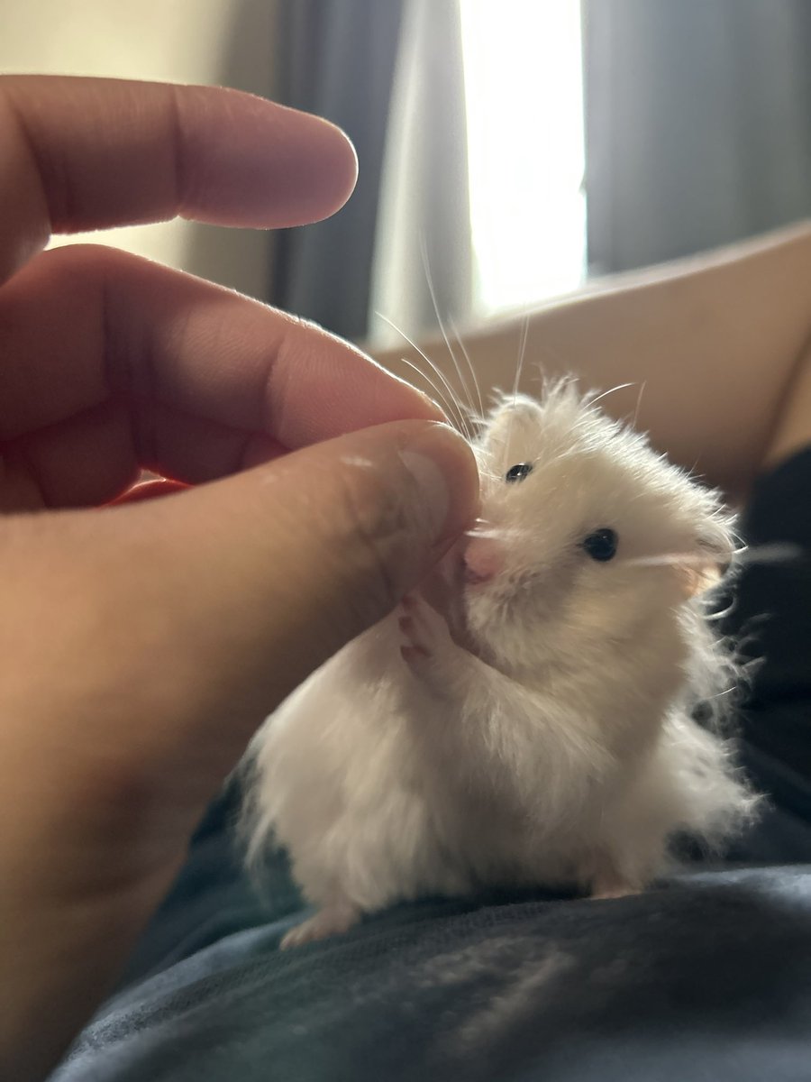 郡南蛮田 平平(ぐなんばんでん　へいぺい) tweet media