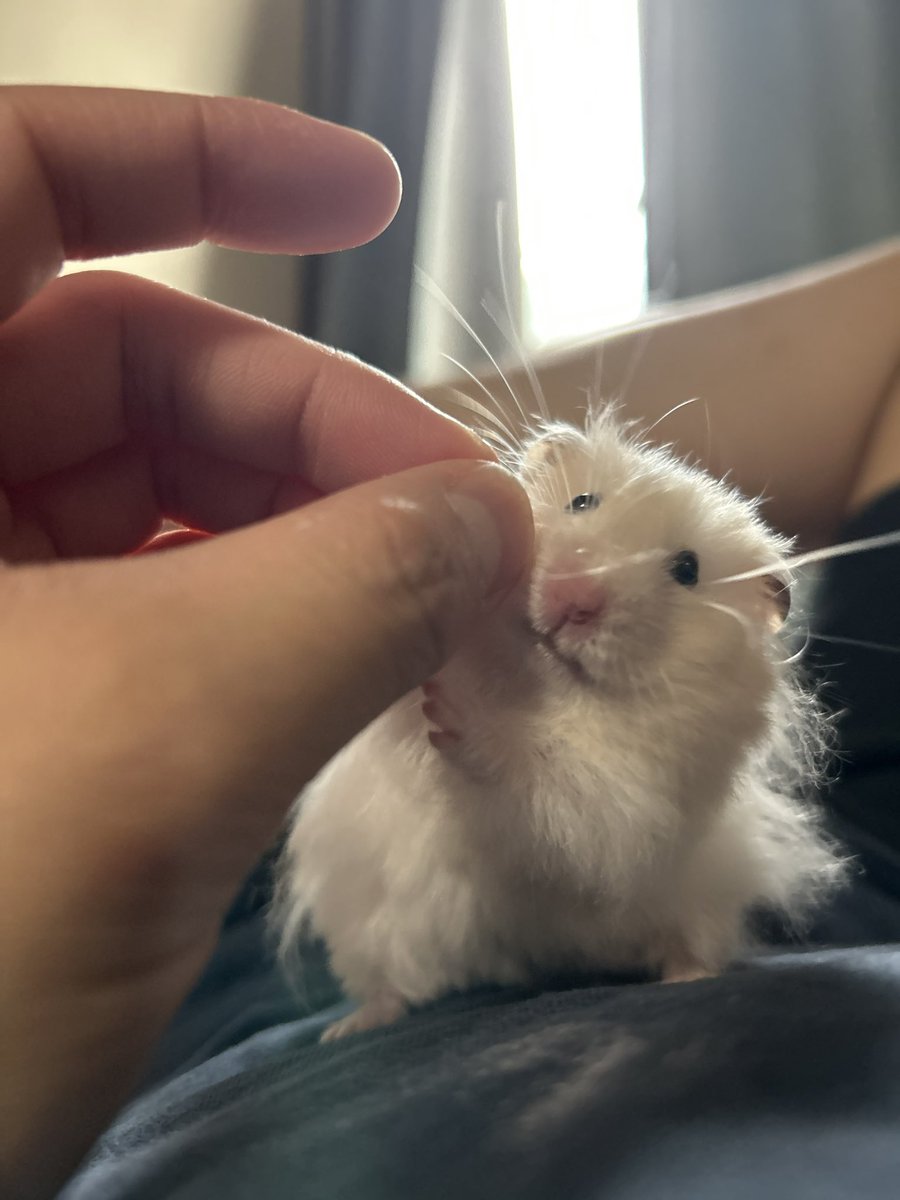 郡南蛮田 平平(ぐなんばんでん　へいぺい) tweet media