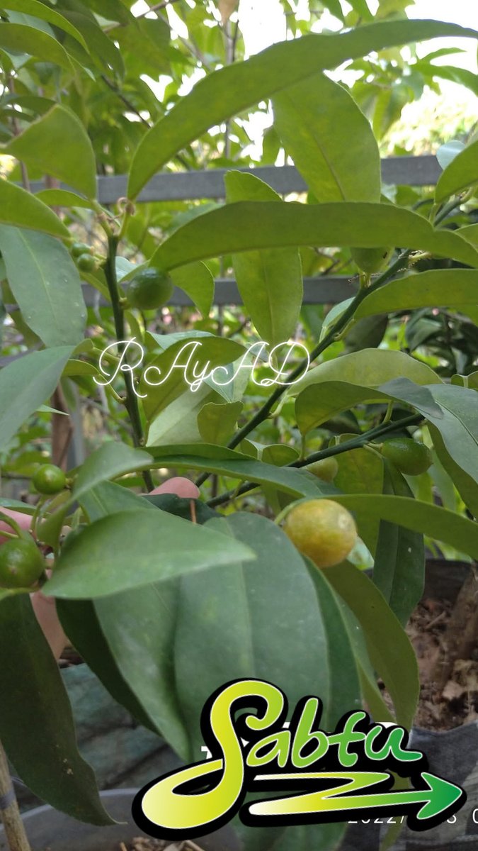 Excel_Dee's tweet photo. JERUK NAGAMI KULITNYA BISA DIMAKAN

Jeruk nagami memiliki bentuk buah yang menarik dan mungil. Selain daging buah yang bisa dimakan secara langsung, kulitnya juga bisa dimakan. Uniknya rasa kulit jeruk nagami lebih manis dari isi daging jeruknya.

Alhamdulillah....di rumah jeruk nagami ku juga lagi berbuah....💚💛❤️