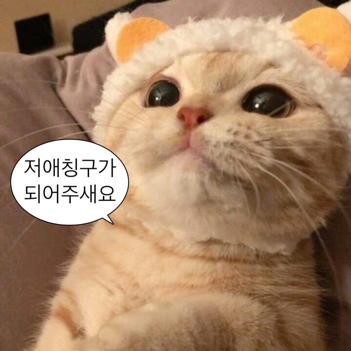 뚜리 𐔌՞ ܸ.ˬ.ܸ՞𐦯 tweet media