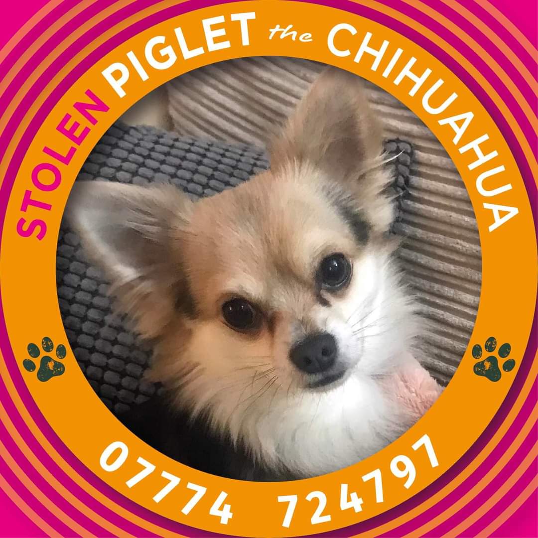 Missing Pets GB tweet media