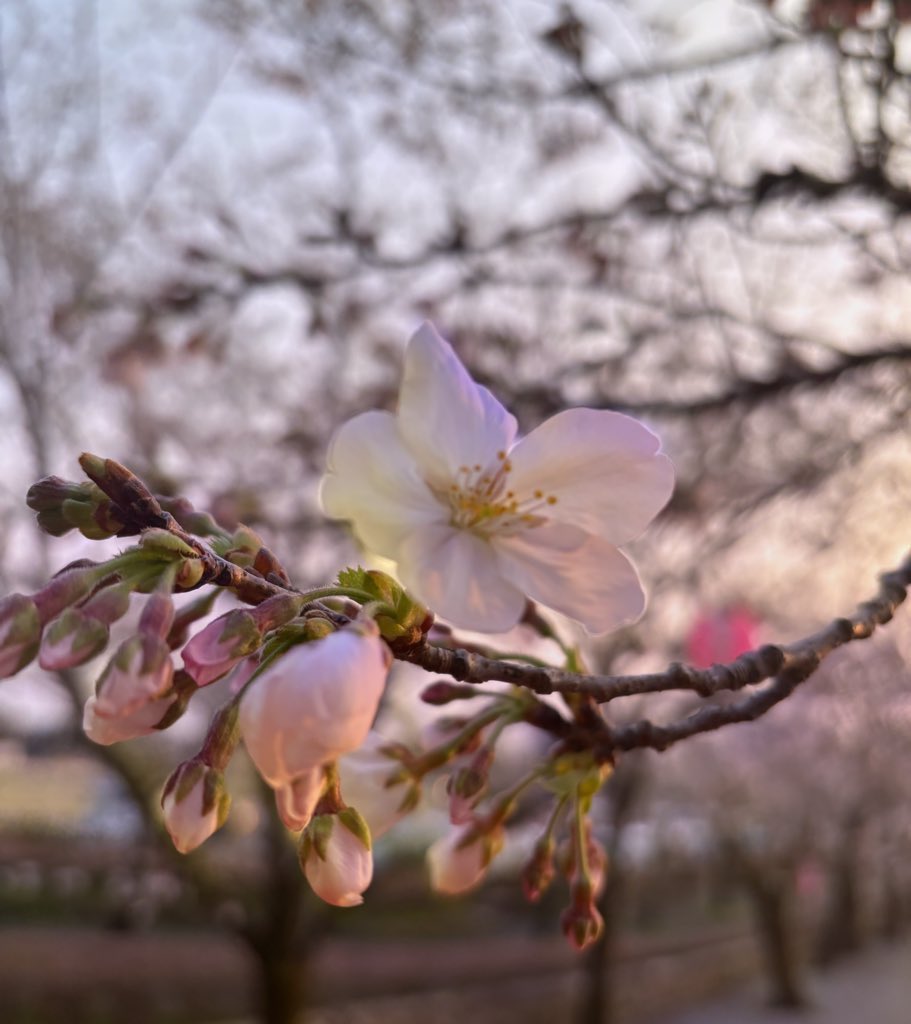 角砂糖 tweet media