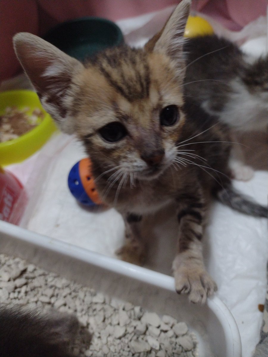 Hogar Gatitos Jazz tweet media