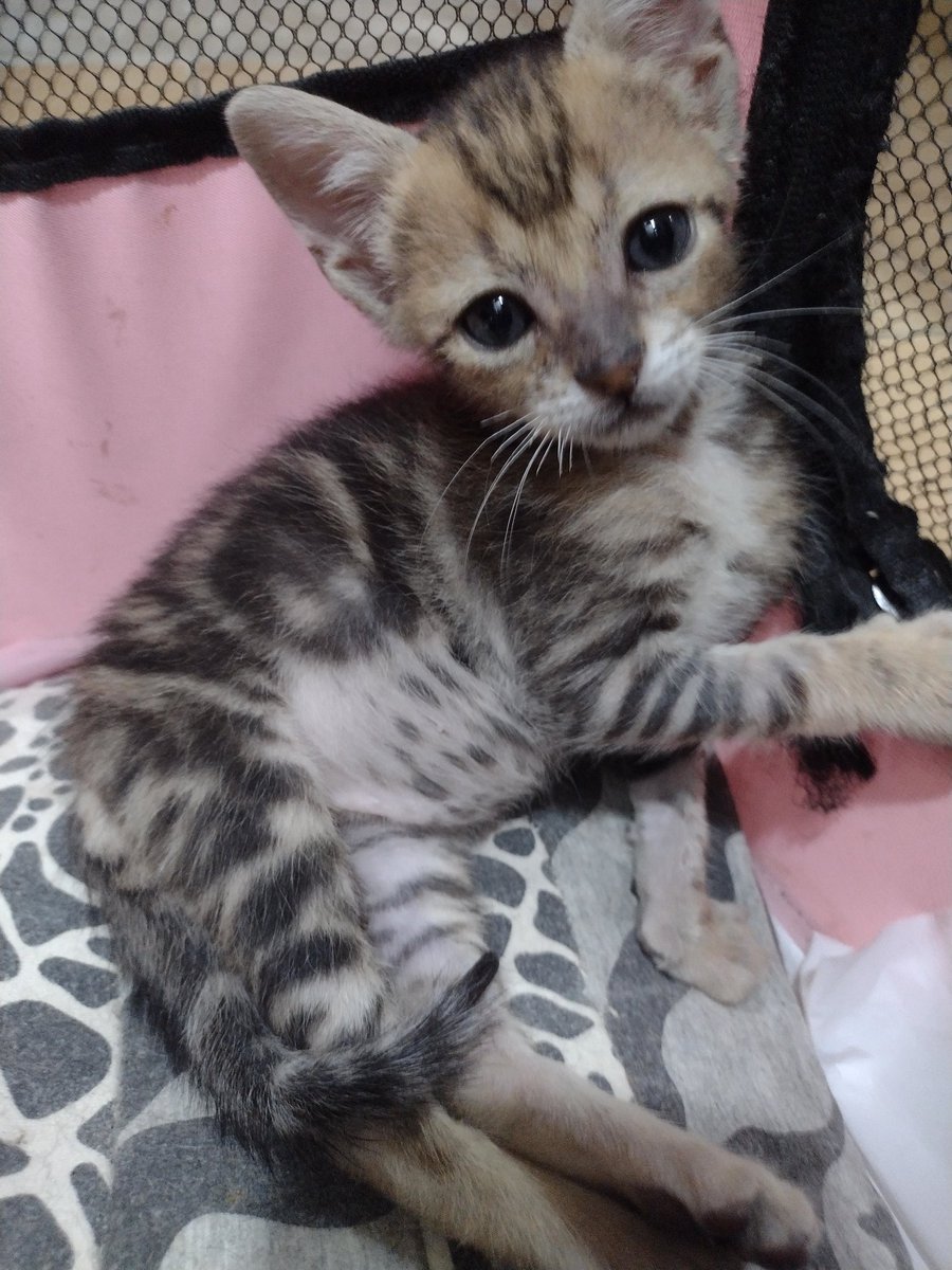 Hogar Gatitos Jazz tweet media