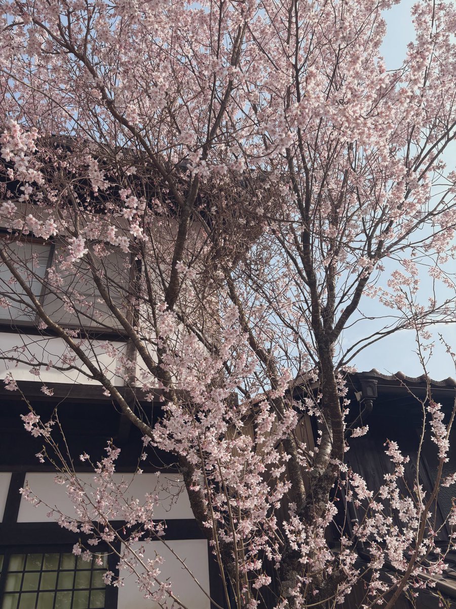 tmg_coco's tweet photo. 偽物かと思うくらい綺麗に咲いてた🌸 https://t.co/xz3KHrHJPO