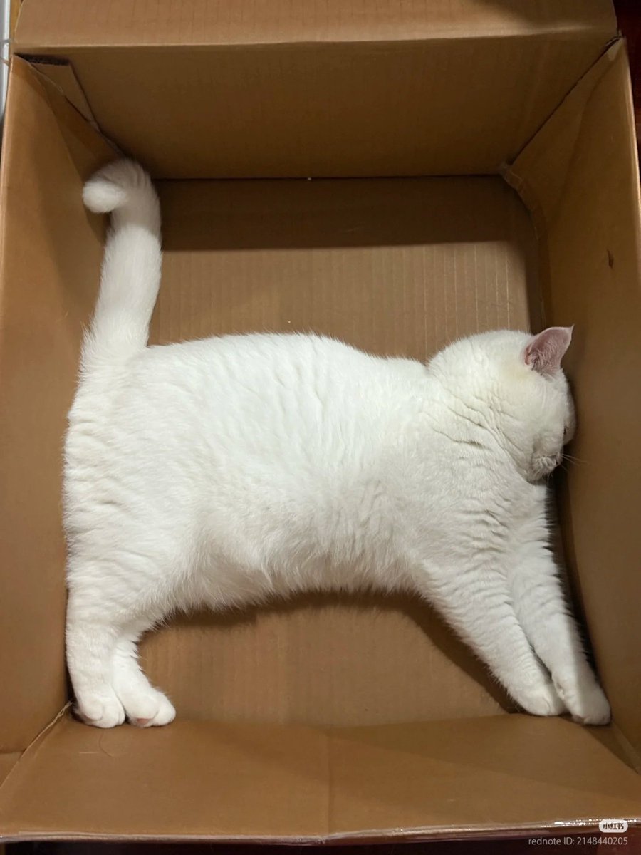 No Context Cats tweet media