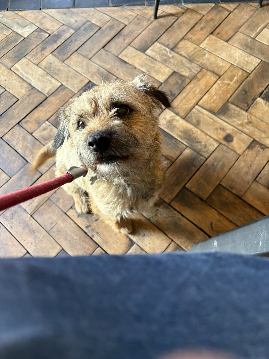 Sir Wilbur (CBE) 😊🐶 tweet media