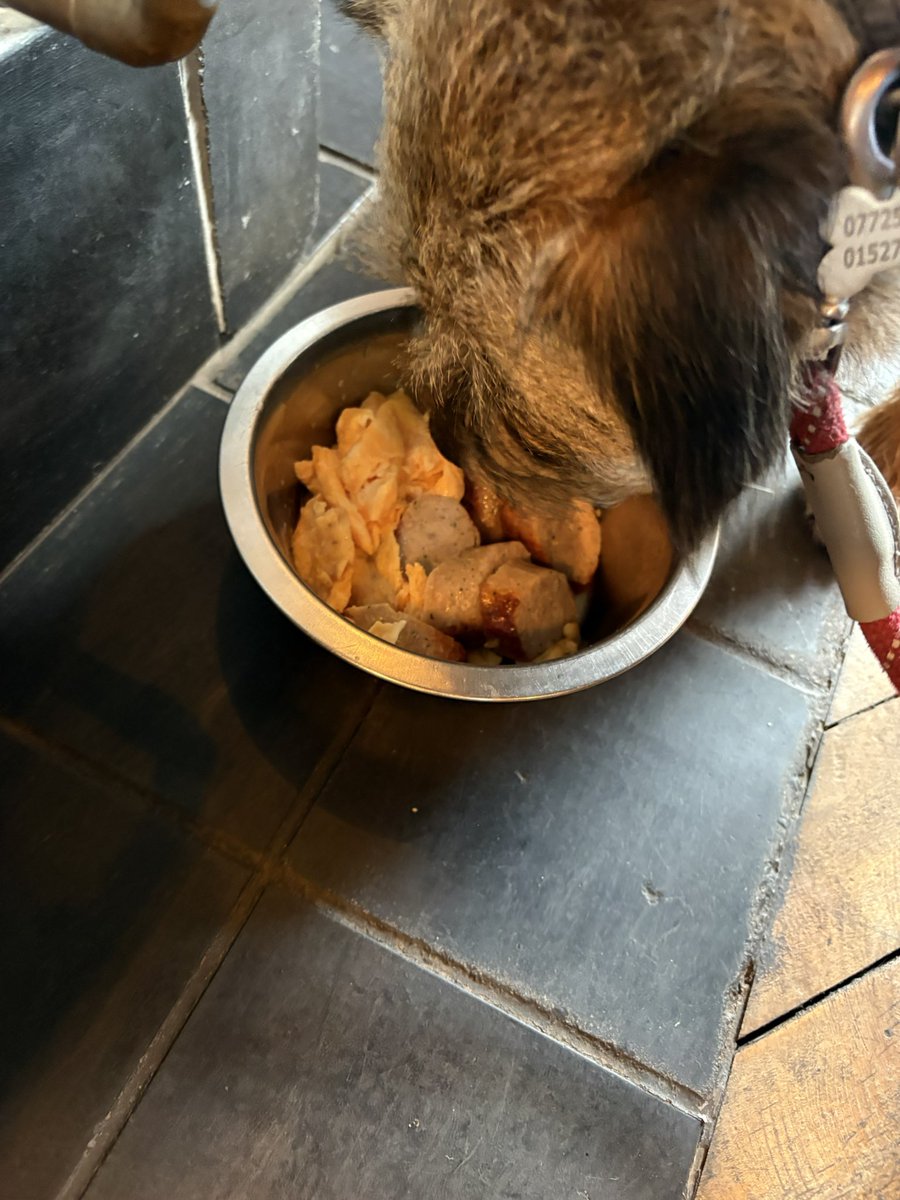 Sir Wilbur (CBE) 😊🐶 tweet media