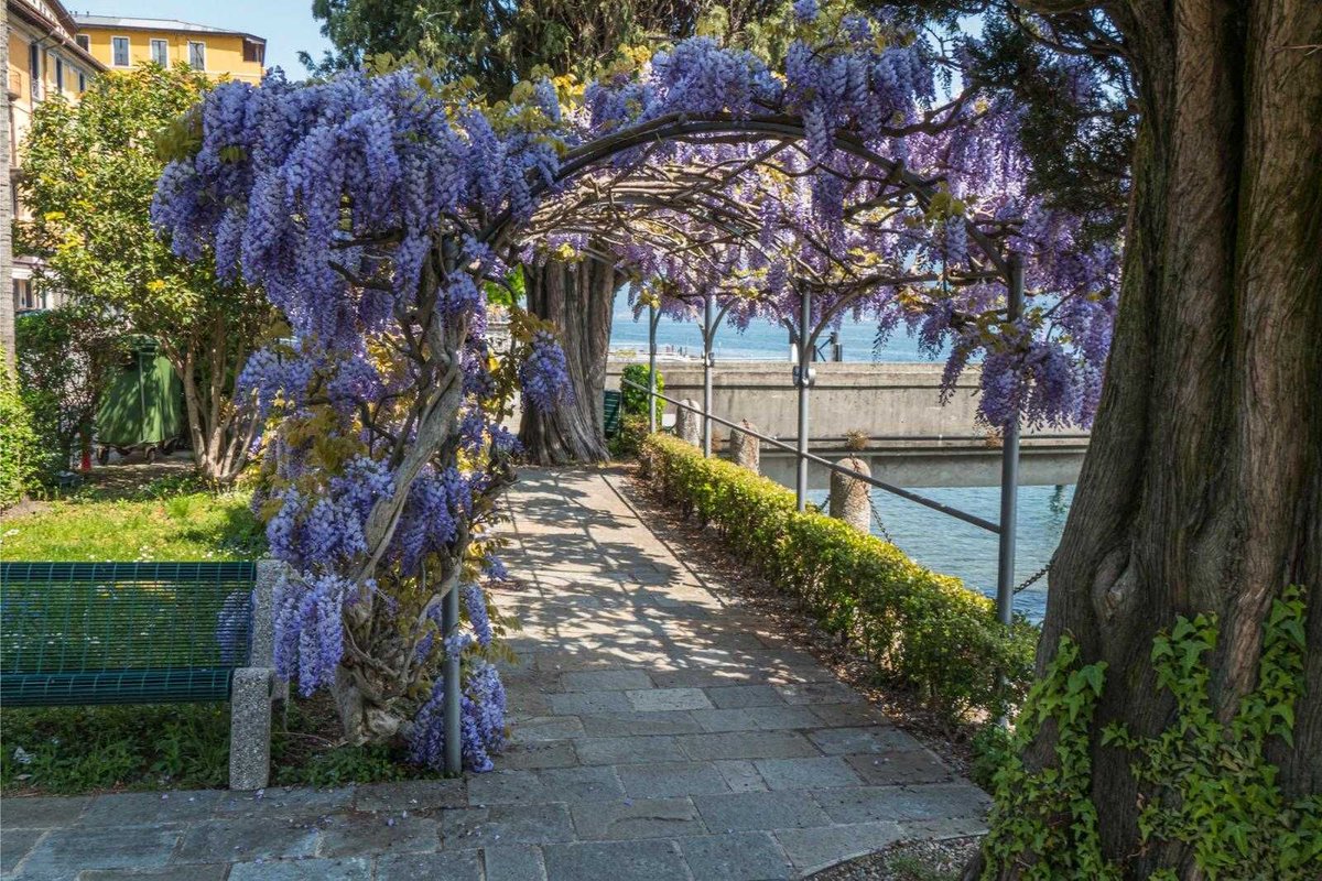 comolake_today's tweet photo. 🌸 When wisteria blooms around Lake Como, it transforms the landscape into something magical! Discover hidden spots where to admire this breathtaking display: https://t.co/zEGxaZ3S8t 

#comolaketoday https://t.co/FlJDS3Cql4