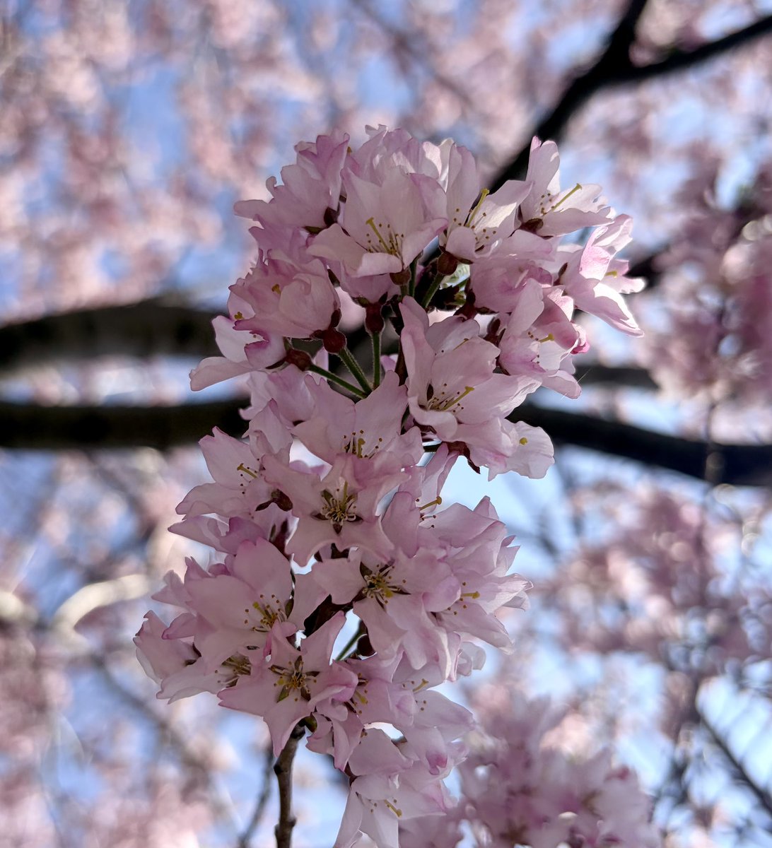 レゴシ 🌿 tweet media