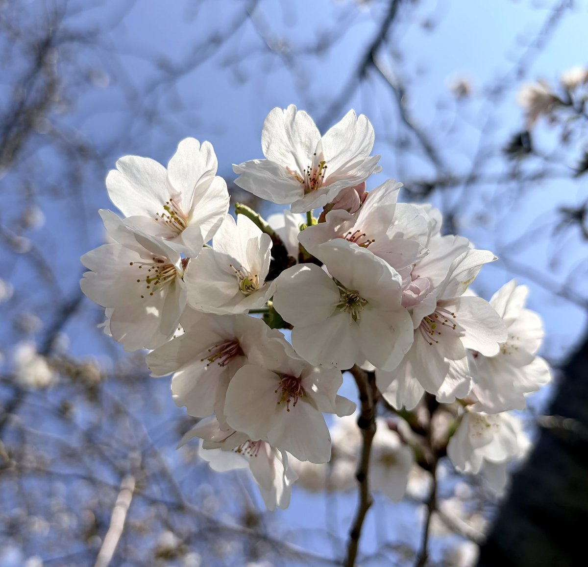 レゴシ 🌿 tweet media