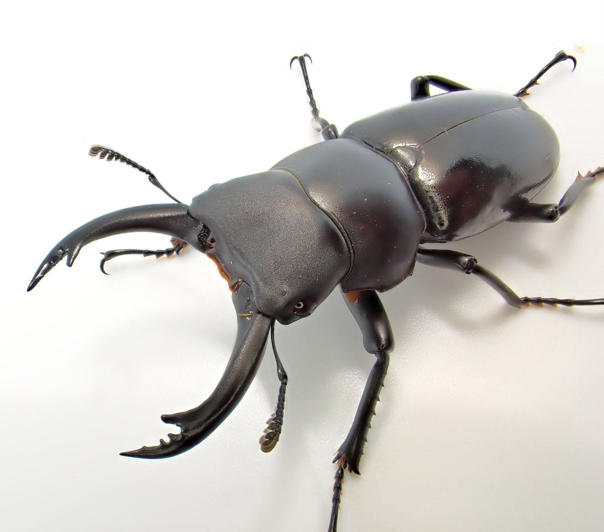 あかぎ tweet media