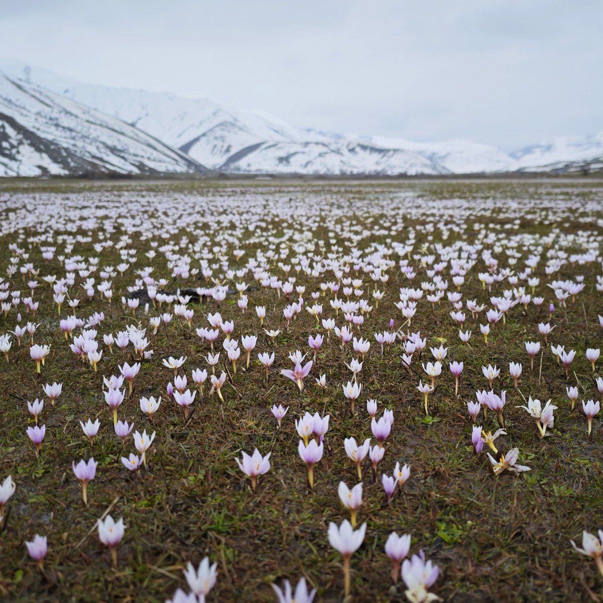 Pusholder tweet media