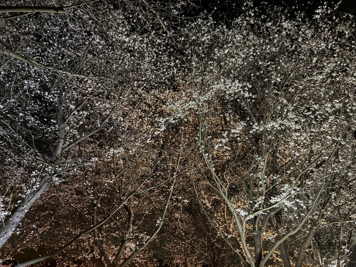 SS熊本|まちゃぼー(machabo) tweet media