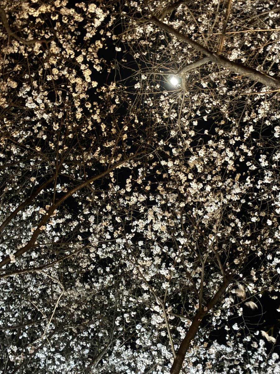 SS熊本|まちゃぼー(machabo) tweet media